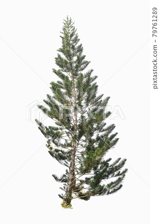 Beautiful pine tree isolated on a white background 79761289