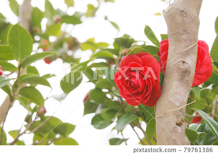 Camellia 79761386