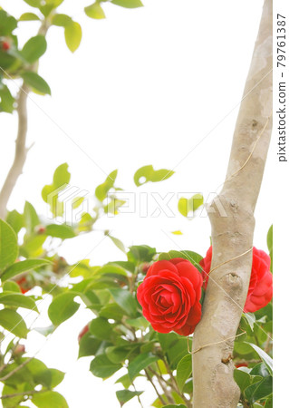 Camellia 79761387