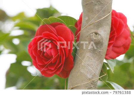Camellia 79761388