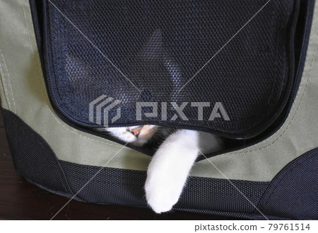 12-month-old Sabatra kitten Pet Carry 12-month-old Sabatra kitten Pet Carry 79761514