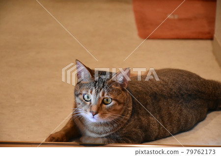 12-month-old Kijitora kitten 79762173