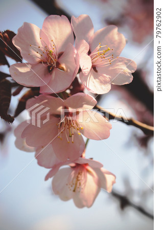 Pink japanese cherry blossoms on blue sky background 79762902