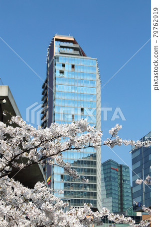 Skyscrapers on blue sky seen from Sakura Park 79762919