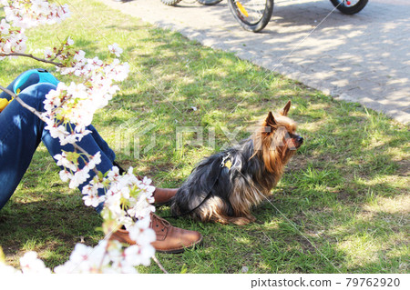 Man sitting under a sakura tree with a dog 79762920