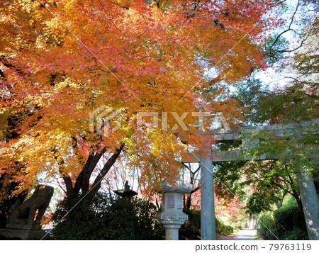 菊池神社的秋葉和鳥居（熊本縣菊池市） 79763119