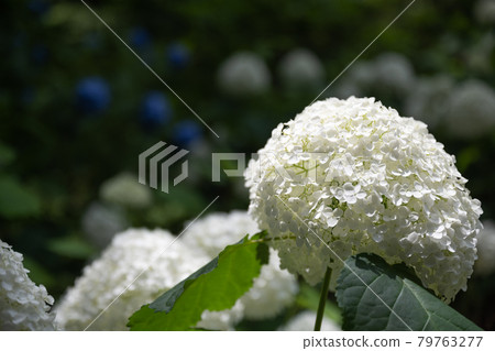 Sagamihara Kita Park的繡球花 Sagamihara Kita Park的繡球花 79763277