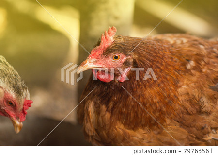 Bio chickens close up 79763561