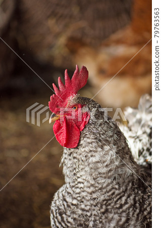Amrock chickens on a home farm Amrock chickens on a home farm 79763563