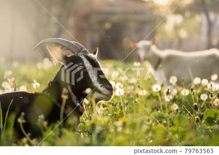 Black goats eating grass outdoor. Black beautiful cute goat Black goats eating grass outdoor. Black beautiful cute goat 79763565