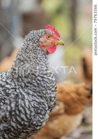 View of rooster. Rooster with red comb View of rooster. Rooster with red comb 79763566