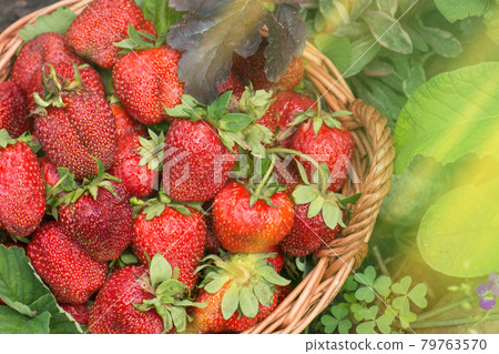 Strawberries at sunny day. Various juicy strawberry with leaves in a basket 79763570