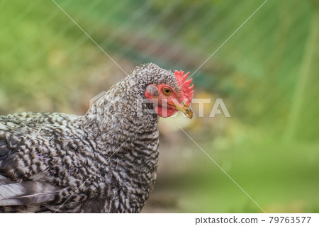 View of rooster. Rooster with red comb View of rooster. Rooster with red comb 79763577