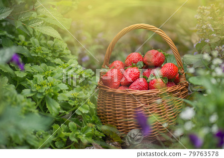 Strawberries in a basket on the field on eco friendly organic farm Strawberries in a basket on the field on eco friendly organic farm 79763578
