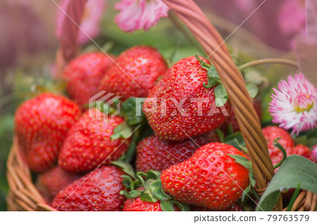 Wicker basket with strawberries. Freshly picked strawberries in a basket on an organic eco friendly farm. Wicker basket with strawberries. Freshly picked strawberries in a basket on an organic eco friendly farm. 79763579