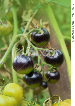 Tomatoes on tomato plant at home in the morning light. Golden Crabapple tomato plant Tomatoes on tomato plant at home in the morning light. Golden Crabapple tomato plant 79763617