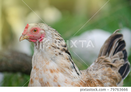 Domestic hen on the green grass 79763666