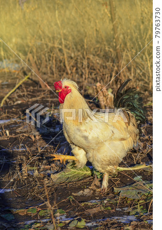 Group hens and rooster are walking on snowy winter day Group hens and rooster are walking on snowy winter day 79763730