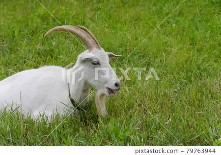 Goat in a clearing with grass. Goat walks through the yard of a country farm. Goat in a clearing with grass. Goat walks through the yard of a country farm. 79763944