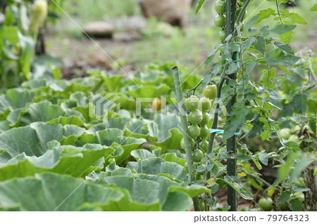 gardening gardening 79764323