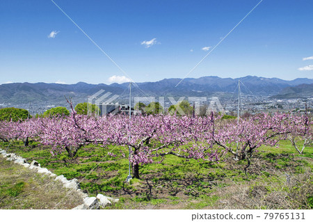 Yamanashi Prefecture Spring Togenkyo Momohata Shakado PA District 79765131