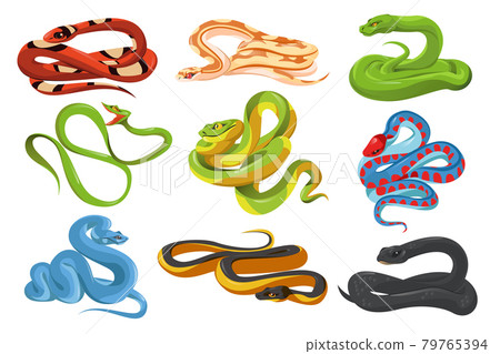 Snakes, tropical serpents, black mamba, python 79765394