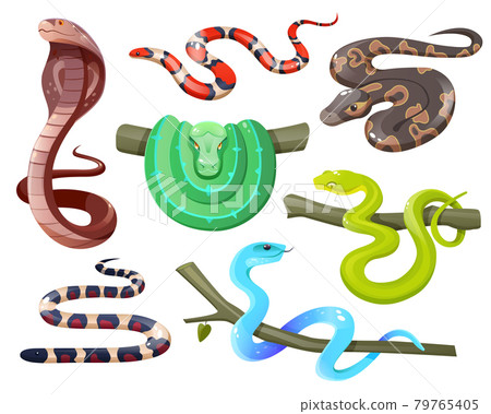 Snakes, wild tropical serpents, cobra and python Snakes, wild tropical serpents, cobra and python 79765405