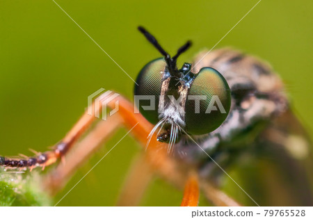 Robber fly Asilidae sp, an aggressive fly with predatory habits 79765528