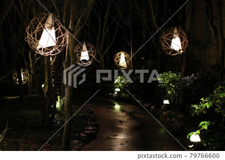 夜晚森林的柔和光線 79766600
