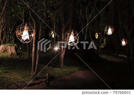 夜晚森林的柔和光線 79766601