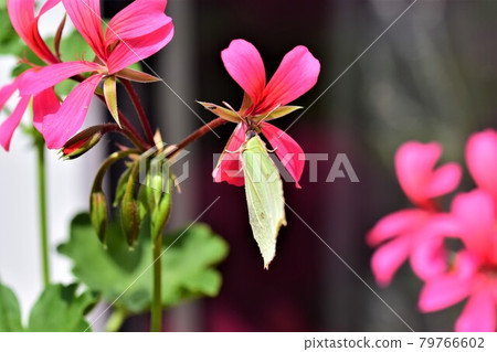 Pieris rapae - cabbage white butterfly at a pink geranium blossom as a close up 79766602