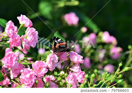 An Admiral-Vanessa atalanta- butterfly in pink rose bush 79766603