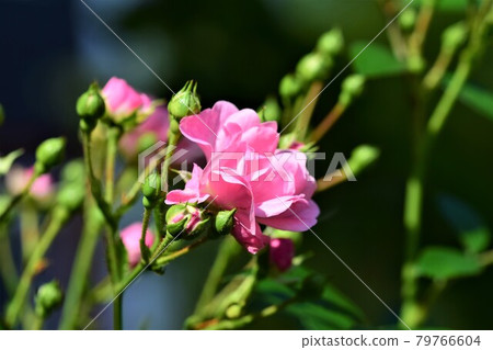 Close up of pink rose blossom on the bush 79766604