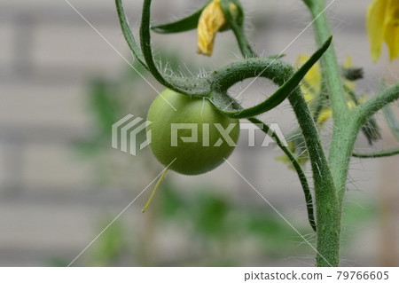 Unripe green tomato on the stem as a close up 79766605
