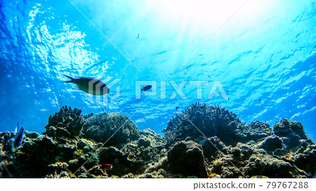 沖繩Akajima的Nishihama海灘水下攝影 沖繩Akajima的Nishihama海灘水下攝影 79767288