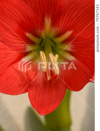 Gaysorn flowers Hippeastrum beautiful red. 79767343