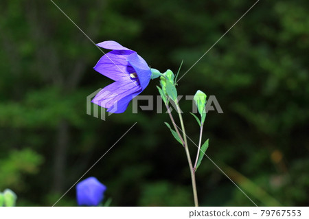 Kikyo（Kikyo） 79767553