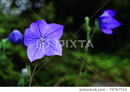 Kikyo (Kikyo) Kikyo (Kikyo) 79767554