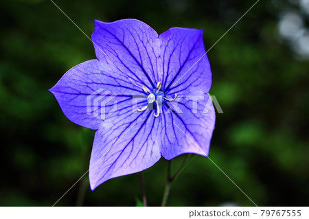 Kikyo（Kikyo） 79767555