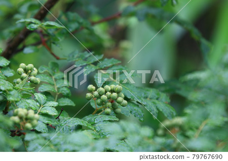 Sansho fruit wet in the rain Sansho fruit wet in the rain 79767690