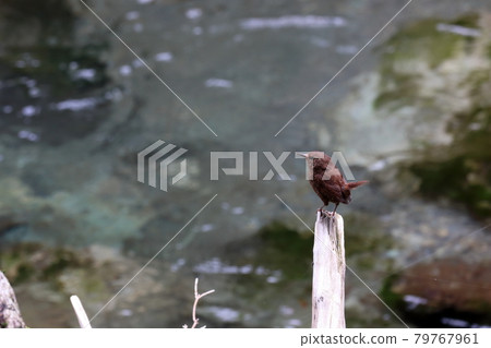 Wren in the Nakatsu Valley early summer (Niyodogawa Town, Kochi Prefecture) 79767961