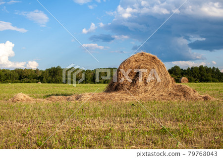 Agricultural field with harvested hay and stacks in summer. Haystacks 79768043