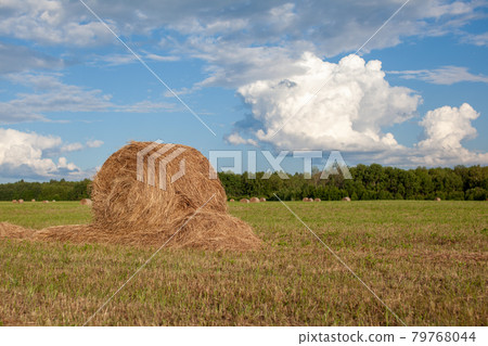 Agricultural field with harvested hay and stacks in summer. Haystacks 79768044