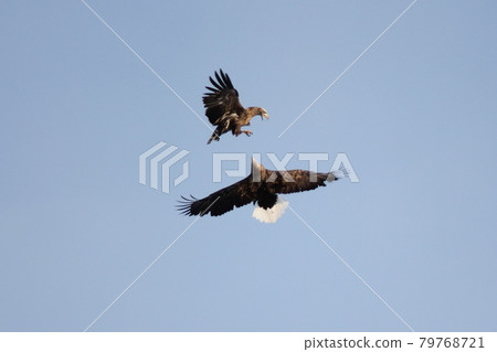 White-tailed eagle competing for prey 79768721