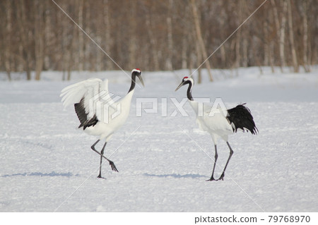 Cranes dancing courtship dance Cranes dancing courtship dance 79768970