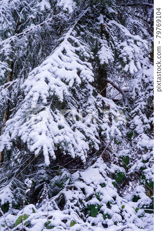 Snow-covered forest. Spruce branches covered with snow. Winter landscape in the forest. Snow-covered forest. Spruce branches covered with snow. Winter landscape in the forest. 79769104