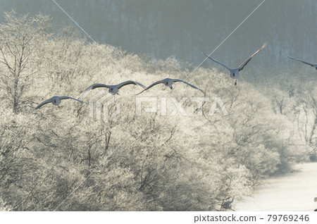 Tancho(北海道·Tsurui)從被冰包圍的棲息處飛行 Tancho(北海道·Tsurui)從被冰包圍的棲息處飛行 79769246