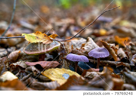 Satan's bolete or rubroboletus satanas mushroom growing next to a couple of amethyst deceiver or laccaria amethystina in an autumn forest Satan's bolete or rubroboletus satanas mushroom growing next to a couple of amethyst deceiver or laccaria amethystina in an autumn forest 79769248