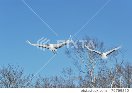 在藍天（北海道鶴井）上飛翔的兩個tancho 79769250