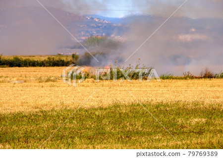 Burning of rice stubble burning straw in rice farmers 79769389